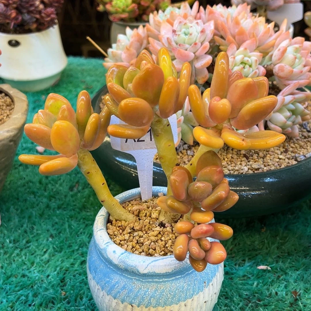 芒果奶，，，，，，，，，，，，，，，