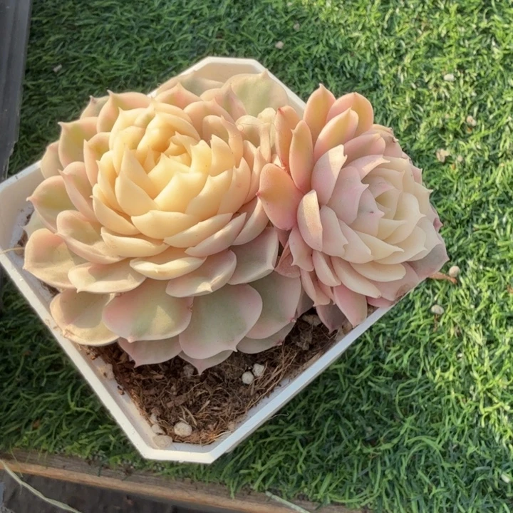 昂斯诺锦双头。