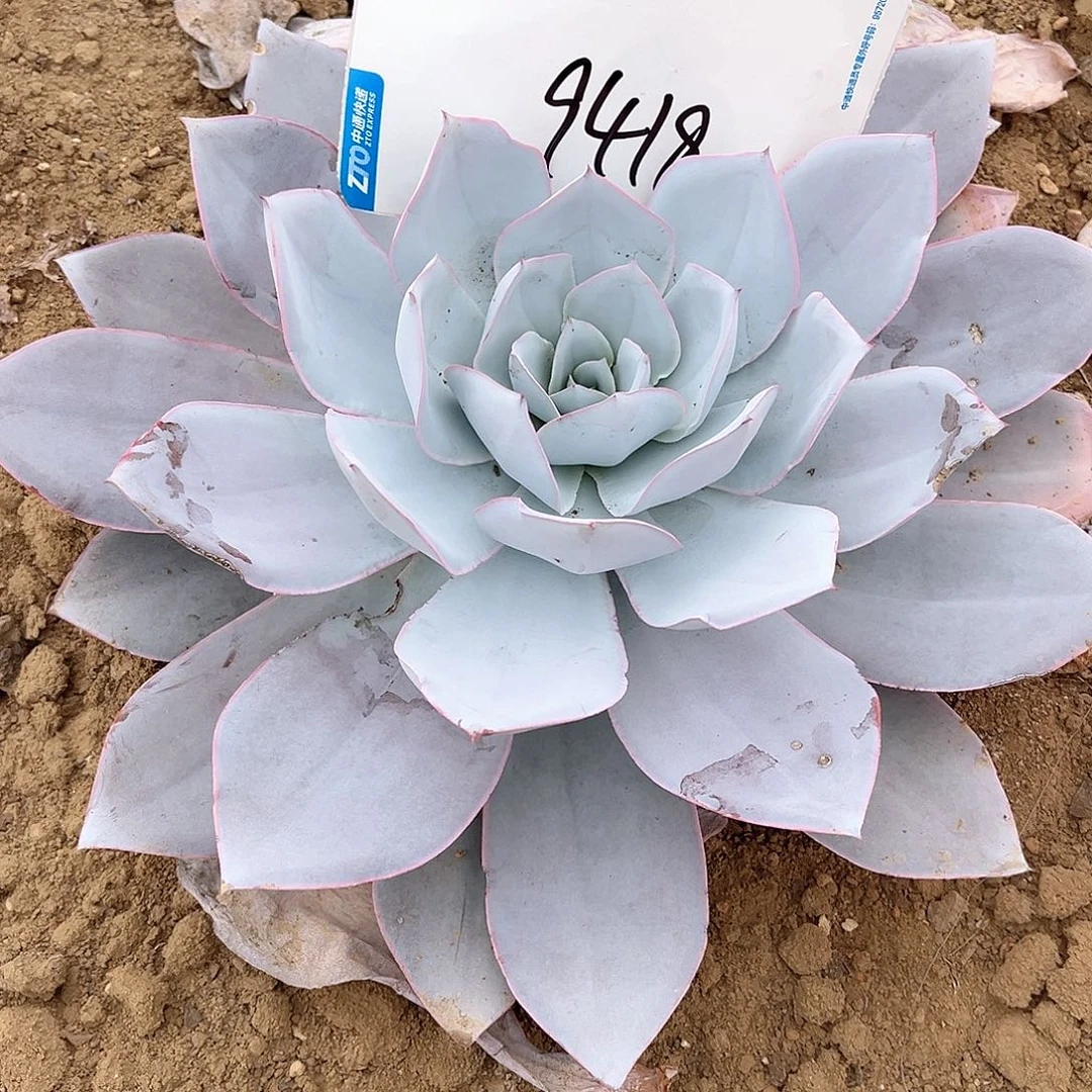 M***n地载广寒宫一物一拍