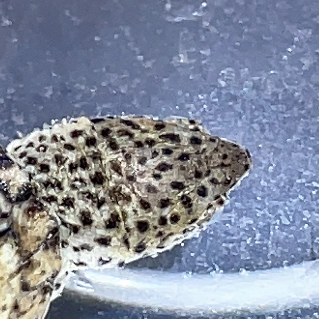 不分公母宠物龟G1全品鼎级粗纹满纹黑刀