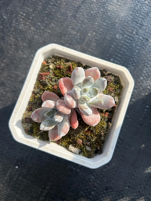 拇指sp奴婢多肉植物绿植盆栽阳台装饰好养植物