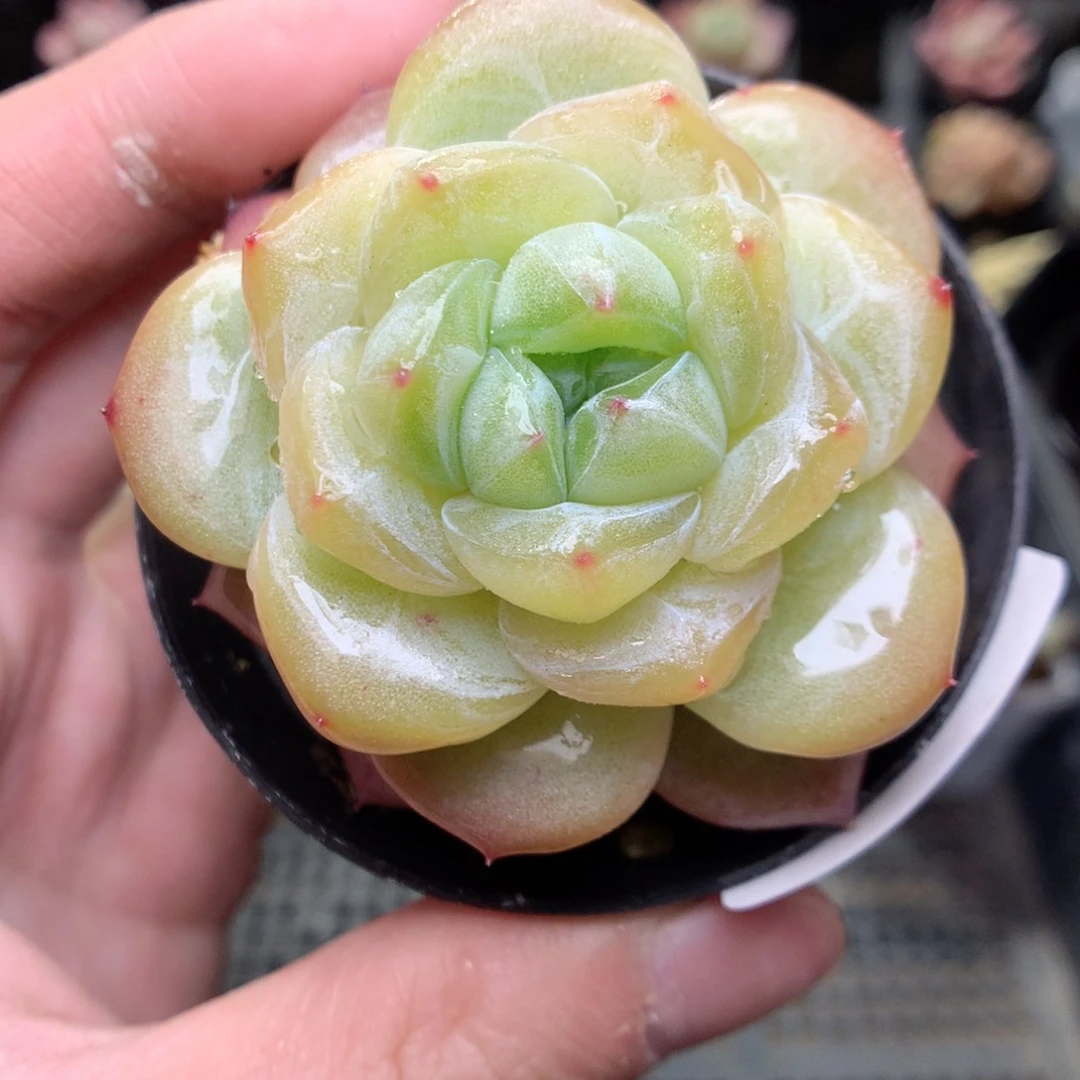 T141y y y y y y y y