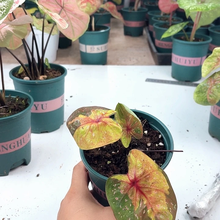 不开花植物泰彩晚安