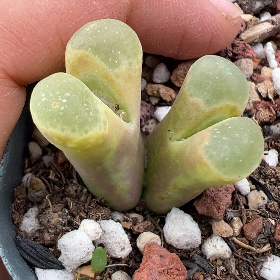 11.18好看的多肉脱土发货791