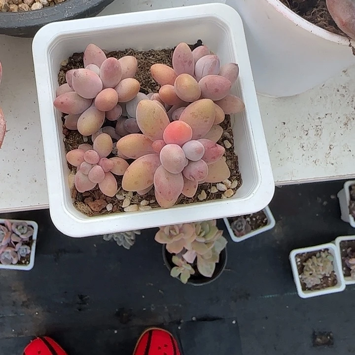 青蛙王子儿童牙膏11