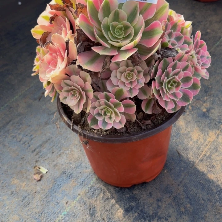 瑞妈多肉园艺705女巫