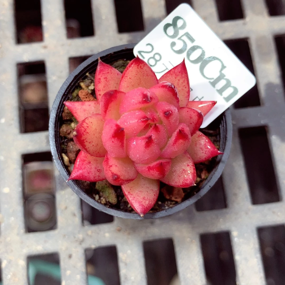 5厘米盆精控多肉850