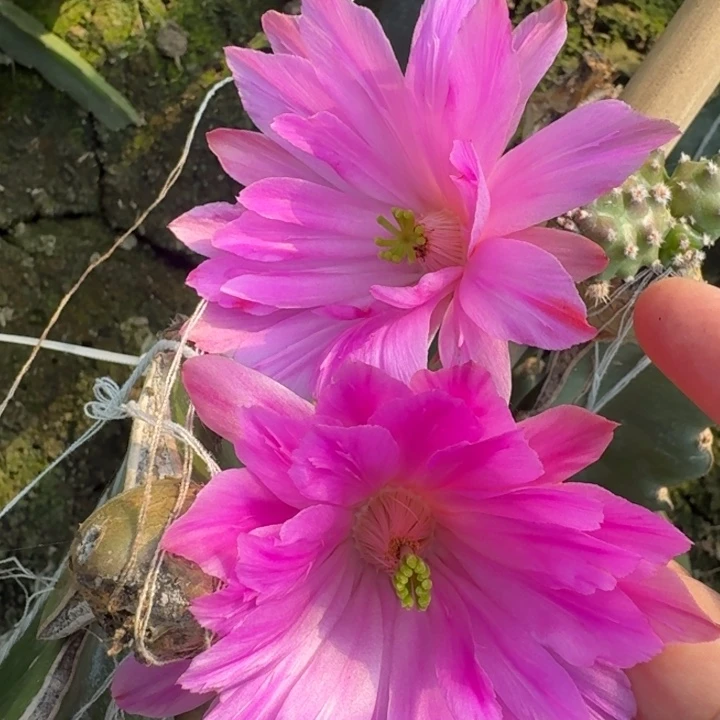 208水仙情郎一个无根侧牙软，20包邮