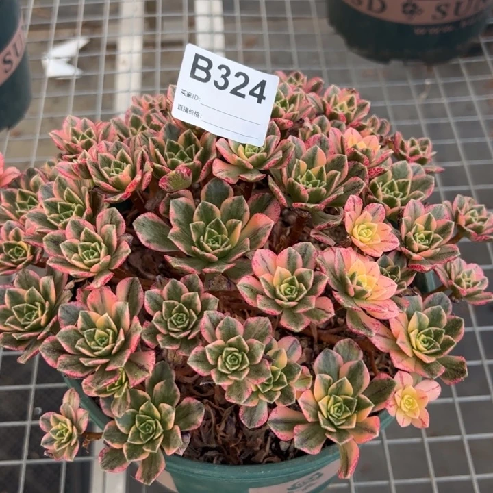324甜茶20厘米左右