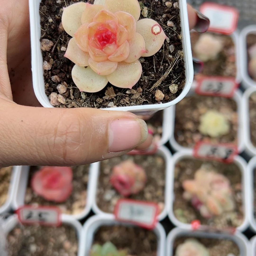 【闪购商品】笑**生852 1颗星星星星