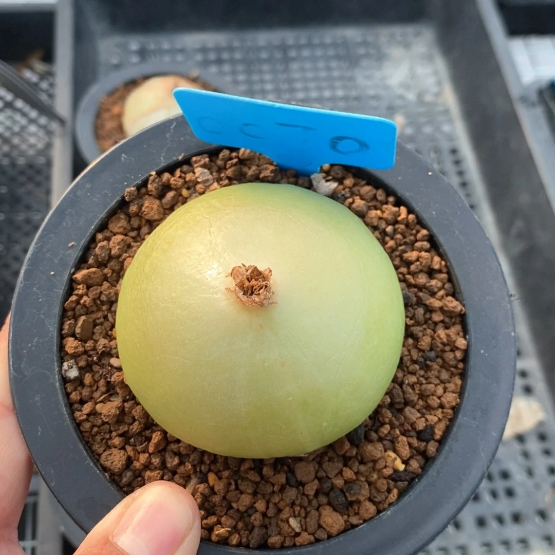 大仓角殿多肉植物一个