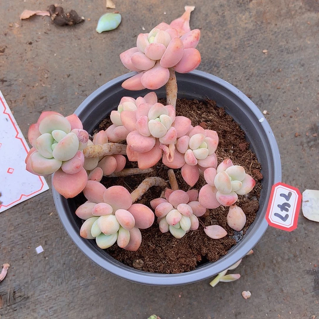 一物一拍多肉家里747洛神