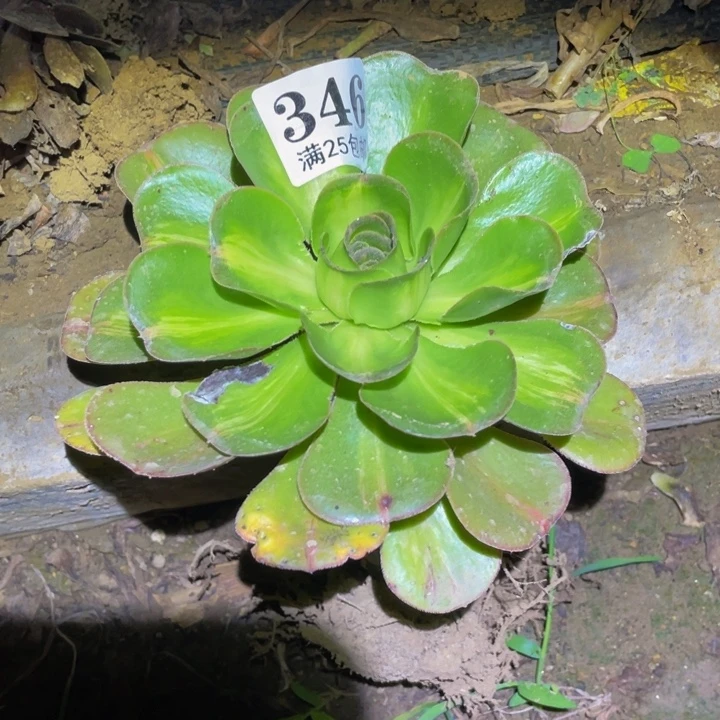 燕姿中班多肉植物多肉346