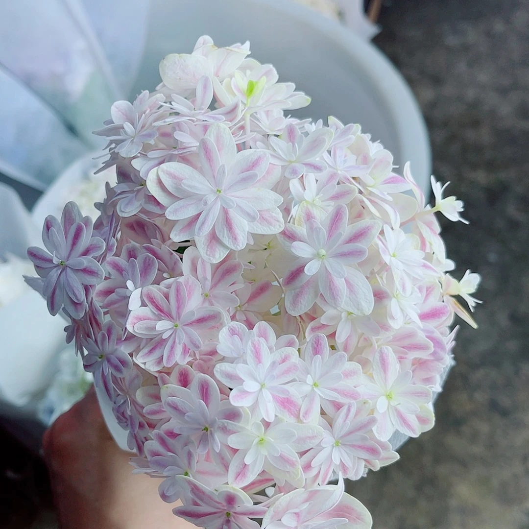 完全开放稀有绣球花245