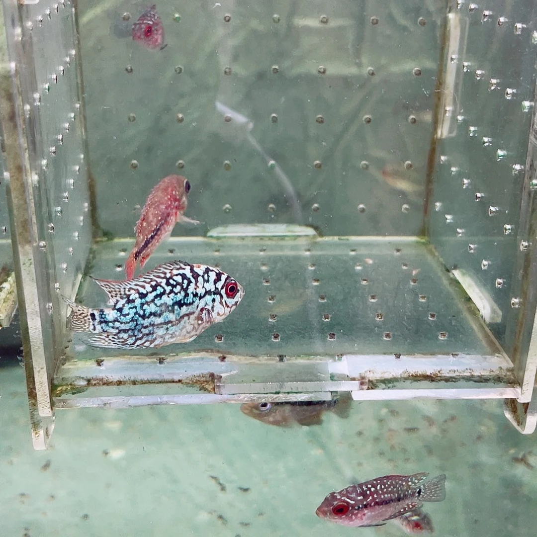 Y***L罗汉鱼一条古典未退沙一条泰金