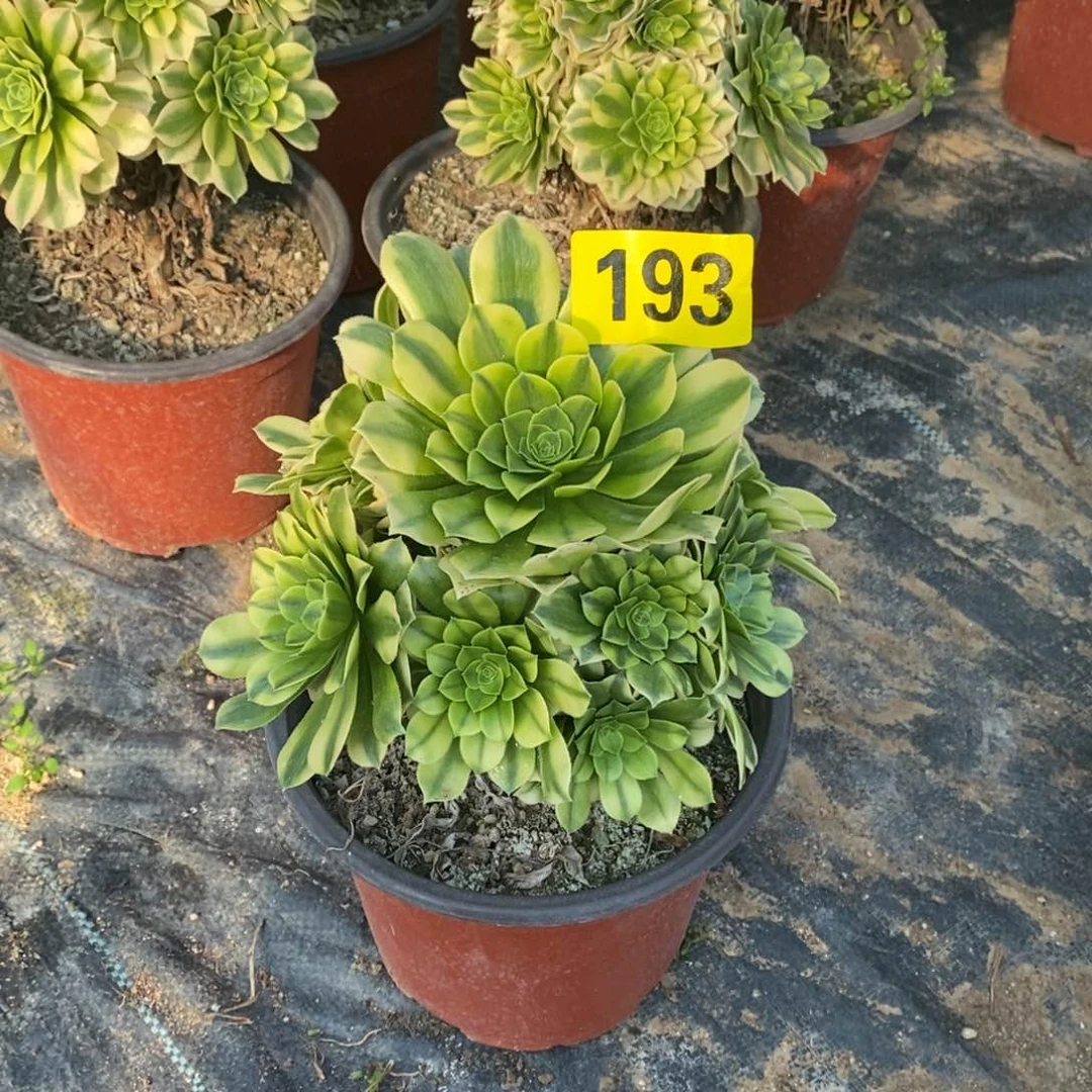 L*金丝翡翠多肉法师193