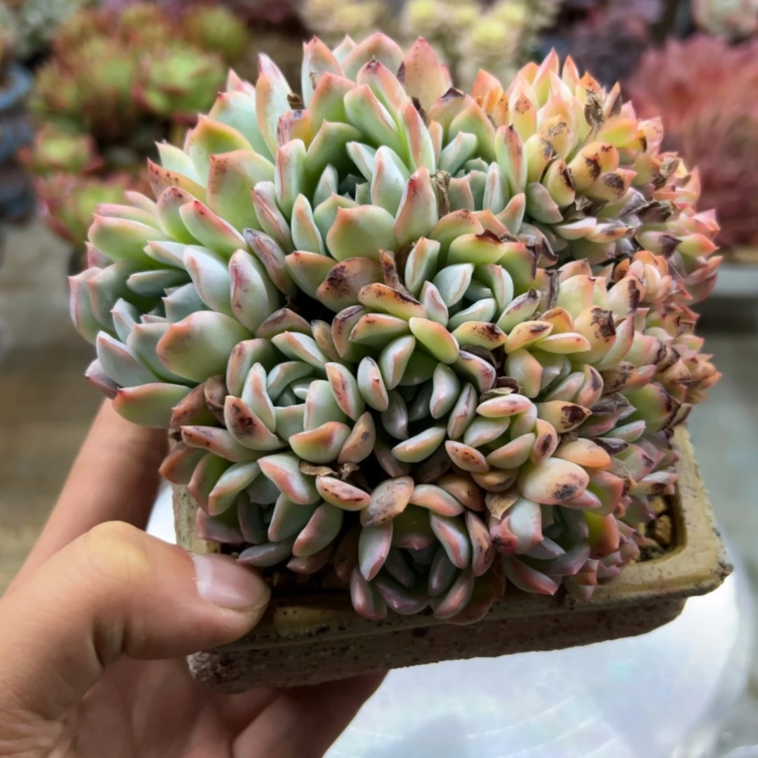 莎莎女王有伤18 零零多肉植物