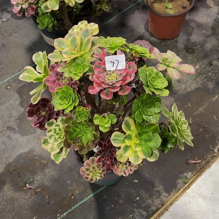 丽***头架接法师一个77号一棵