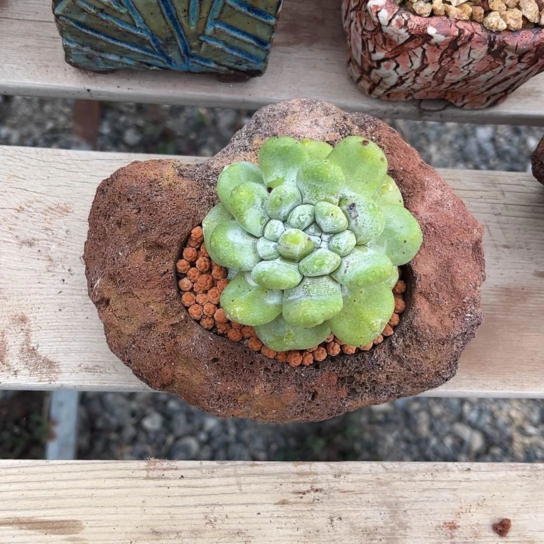 小鹿多肉一物一拍