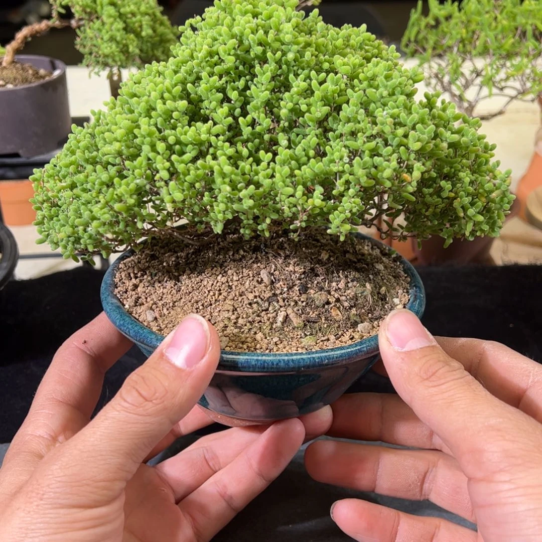 蜜橘糖球188老桩枝干