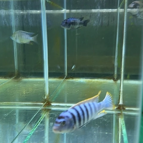 阿***哥海水鱼99号111111111