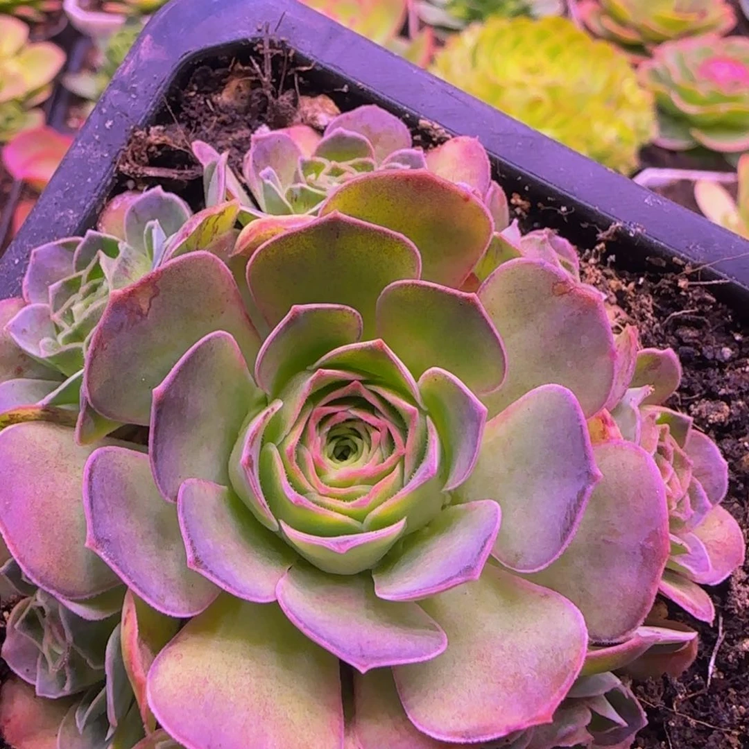 幻紫122364424383535353