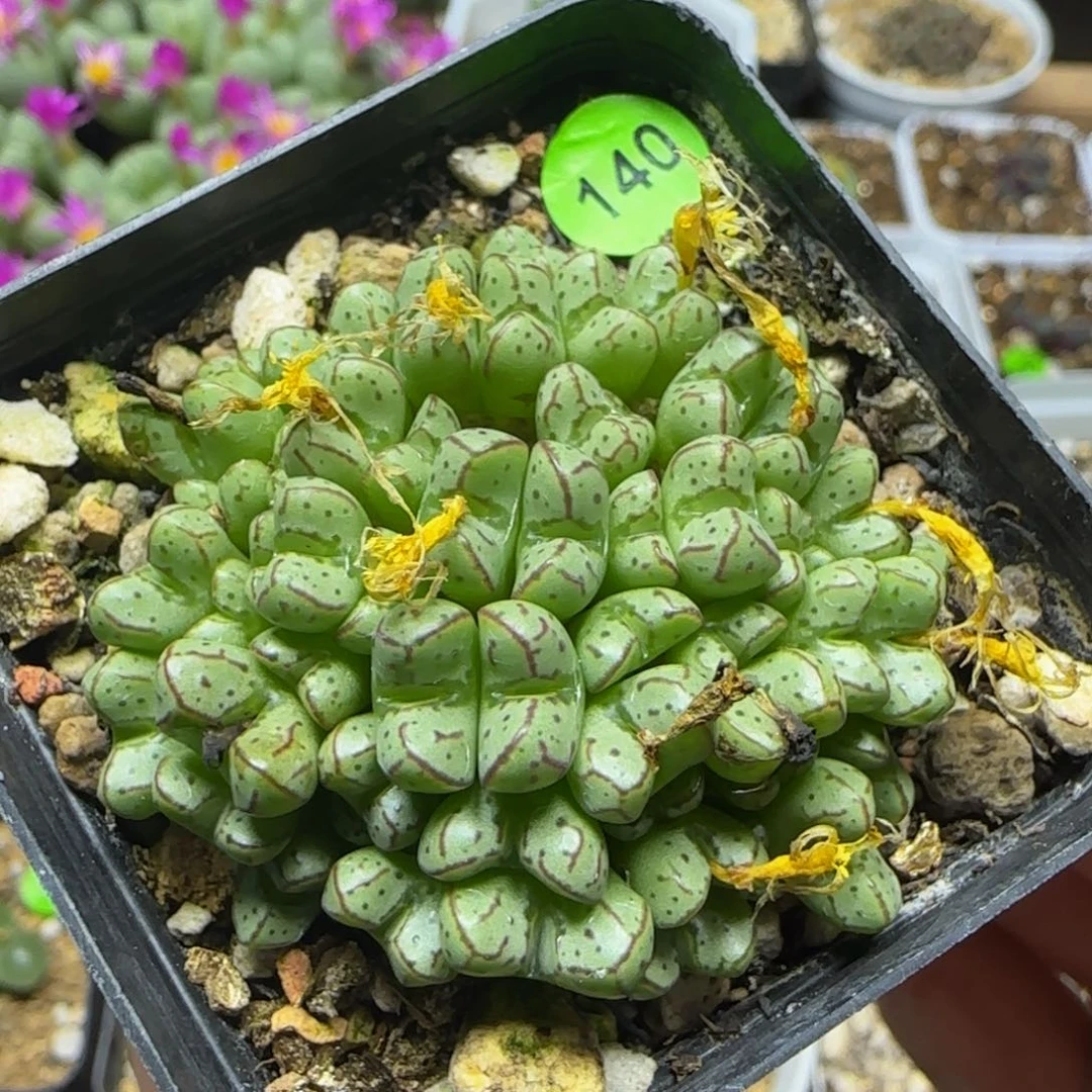 漂漂亮亮多肉植物140