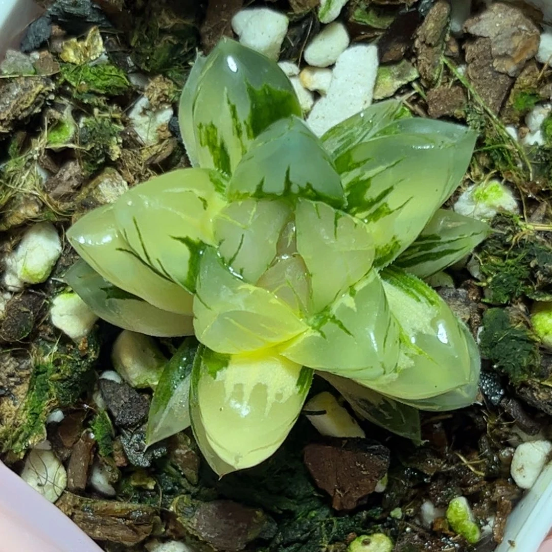 恭喜发财大吉大利0068北极之光