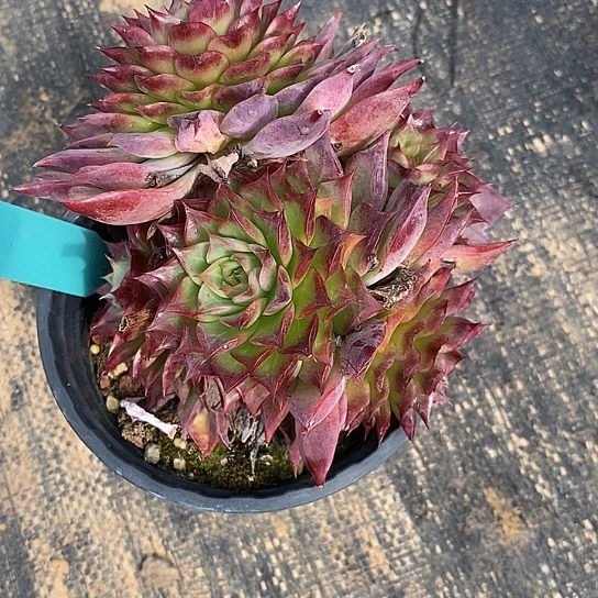 l**a576多肉植物老桩