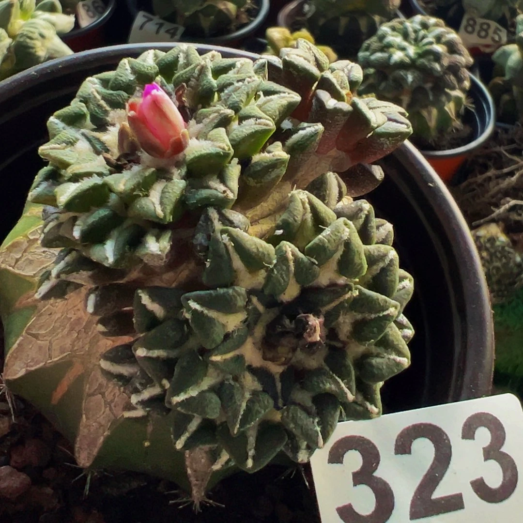 无花朵福利黑牡丹群323