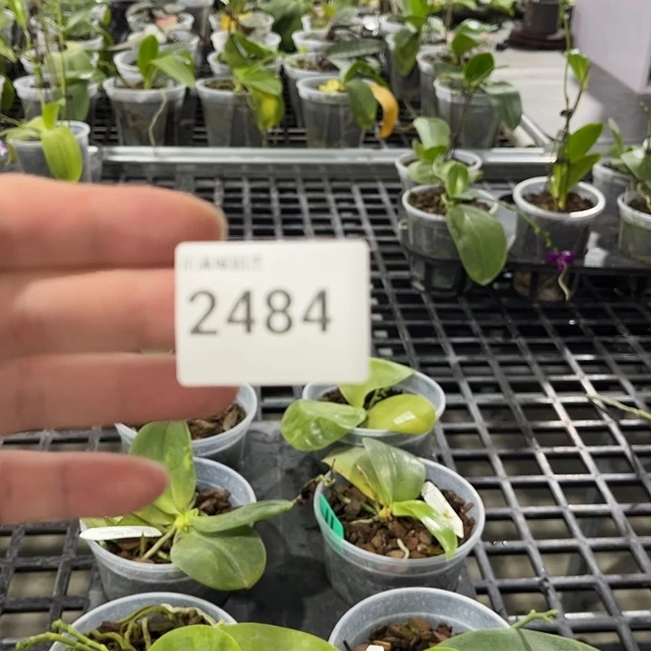 当前无花栽培后可以开花2484 叶黄烂根裸根发货任何理由不包售后