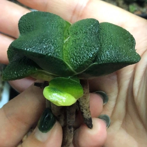 军配蜗牛哈哈哈哈哈