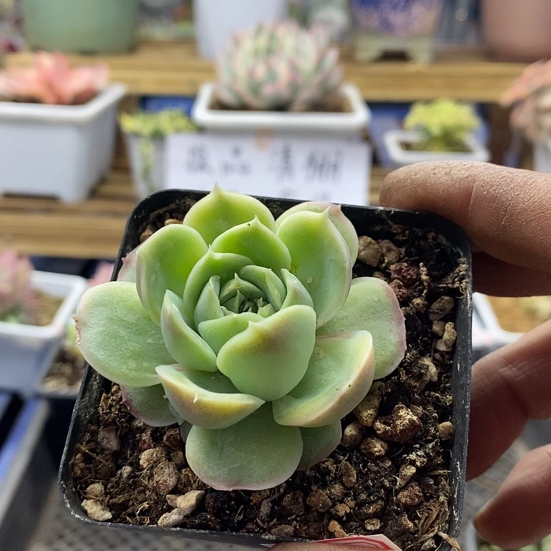 2785 水晶虾饺多肉