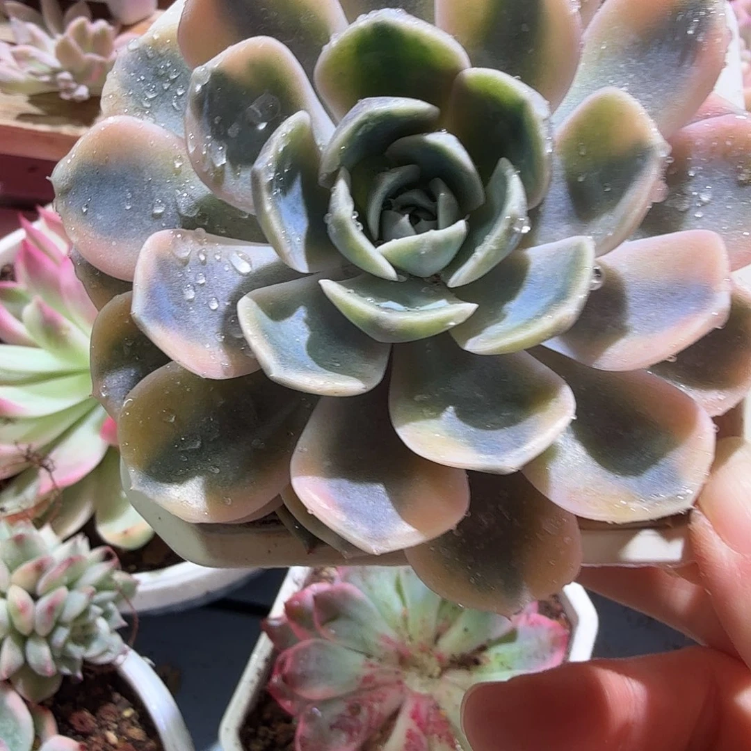 汉堡锦，多肉植物。