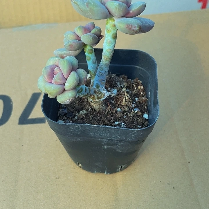 美人手指6.5方老桩