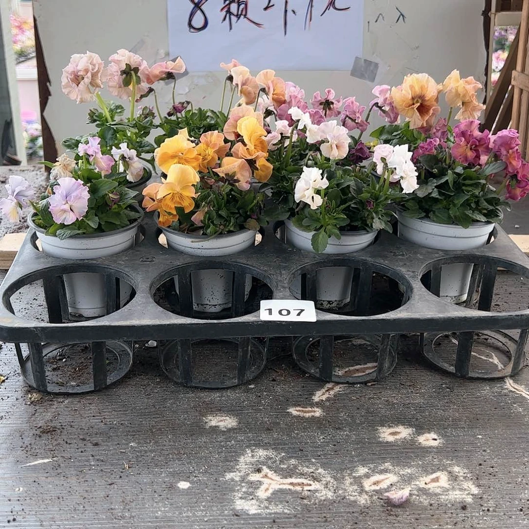 【闪购商品】107号