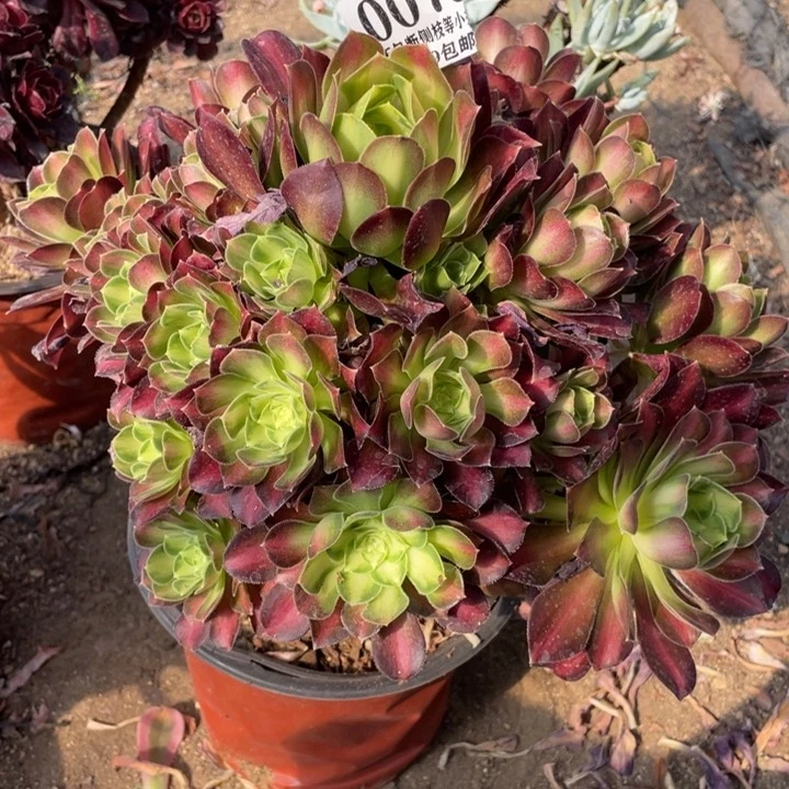 73号韶华多肉植物