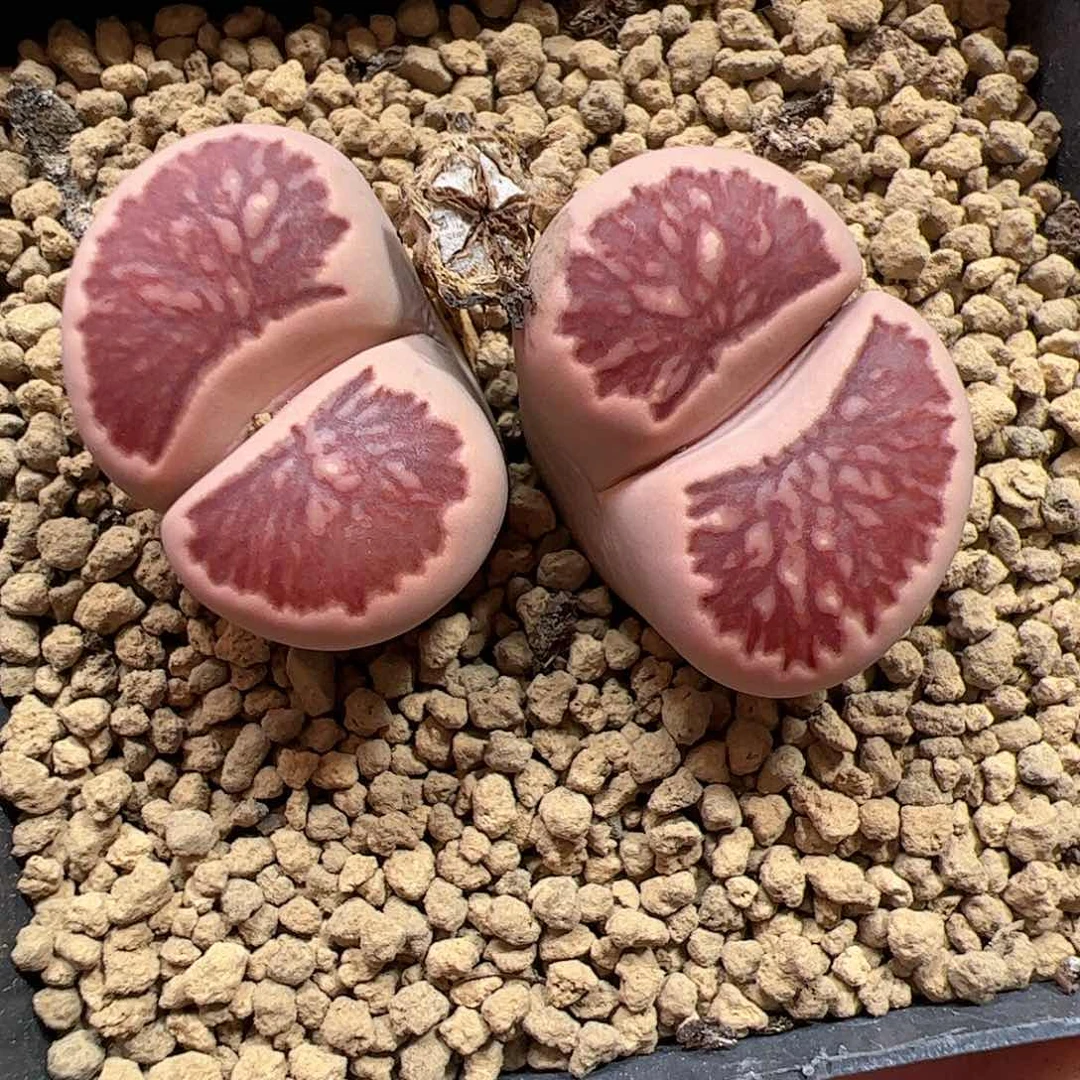 【闪购商品】80 菊