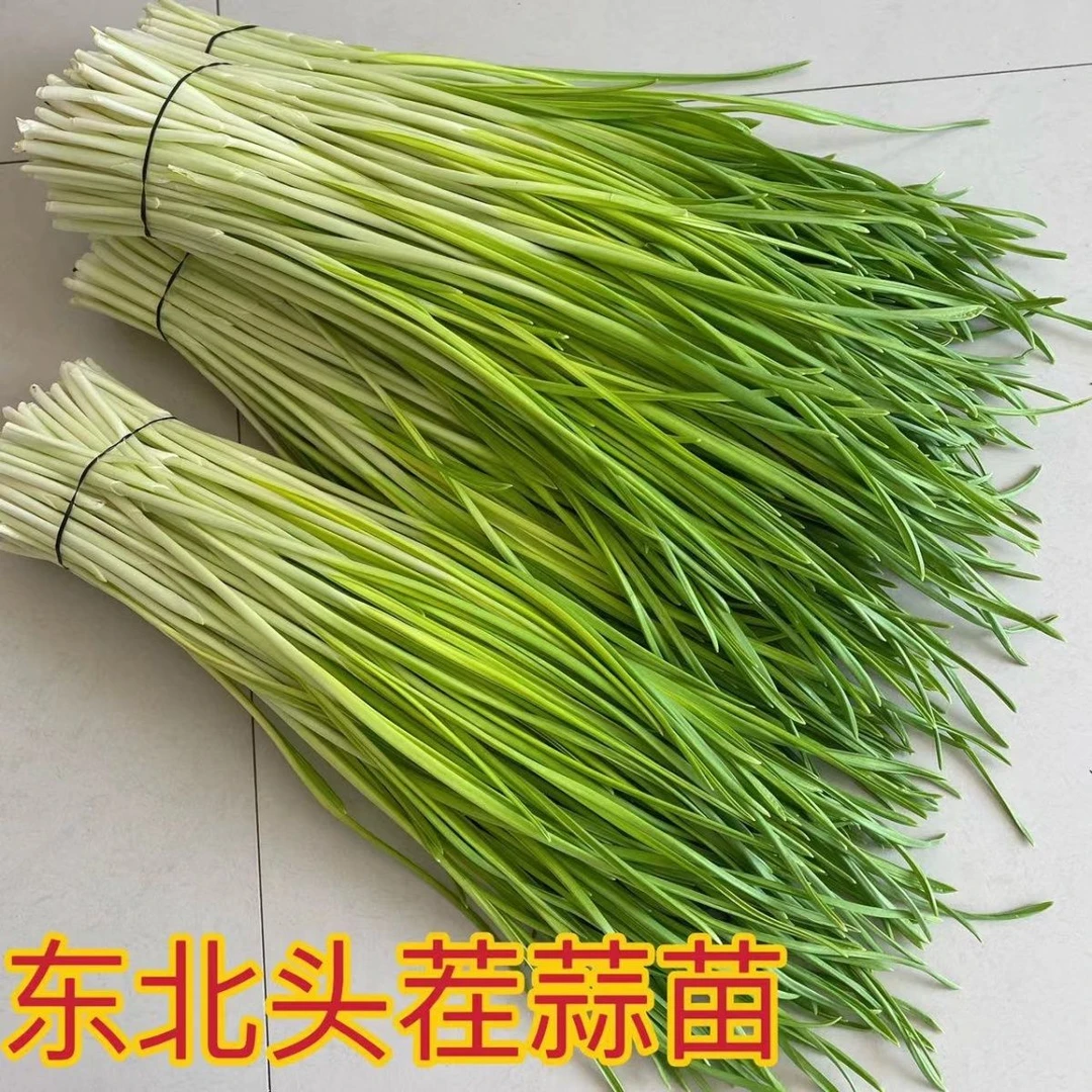今年嫩苗正宗东北新鲜蔬菜头茬蒜苗青蒜苗蒜豪儿现割发货头刀蒜苗