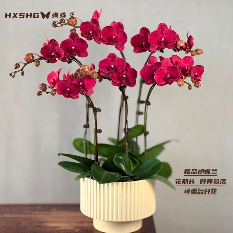 蝴蝶兰《蒙特勒》 特大盆精品懒人花好养易活 带花带花苞发货