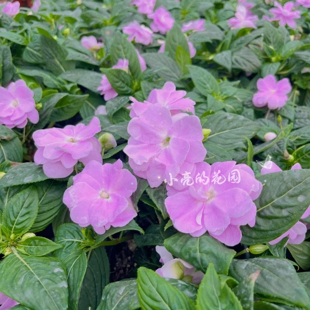 【梦幻丁香】新几内亚凤仙多年生耐热花期长