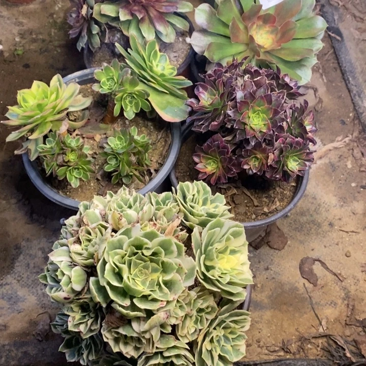 5盆多肉断头不包3951