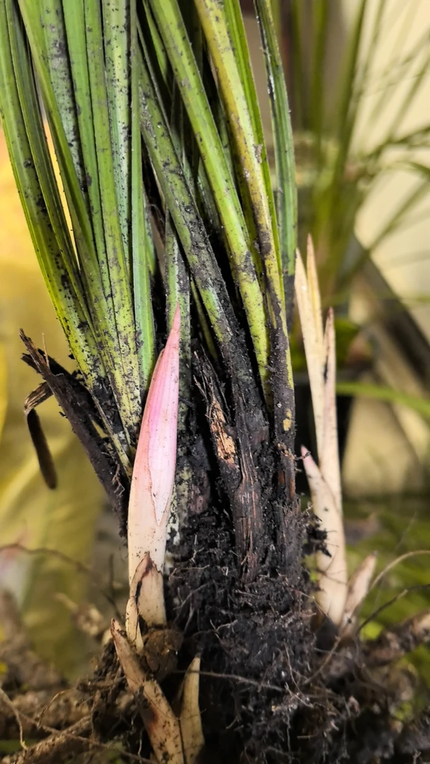 带花苞资源蕙兰自然种植赌草