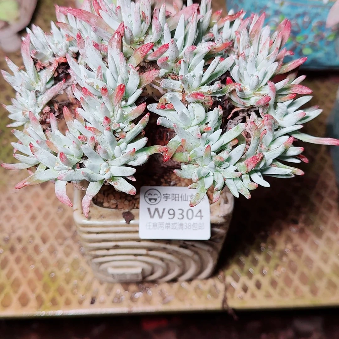 9304白鹭缀化仙女杯多肉