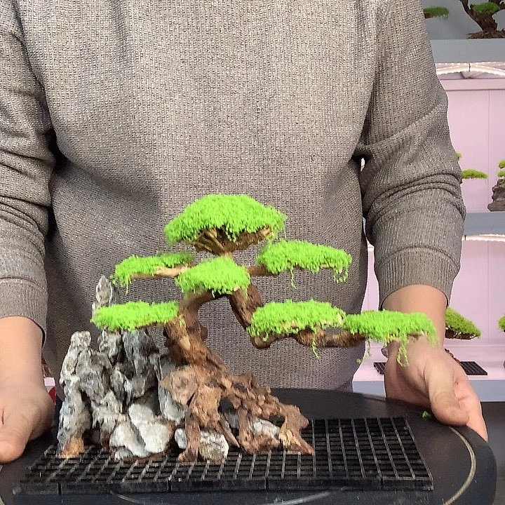 翰***秋莫斯树11哈哈哈哈哈