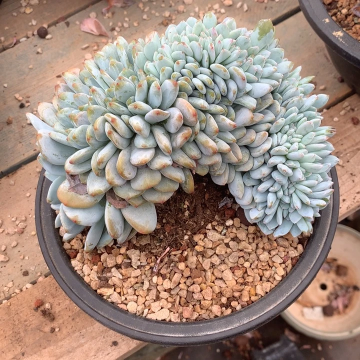 多肉植物缀化刘俊发