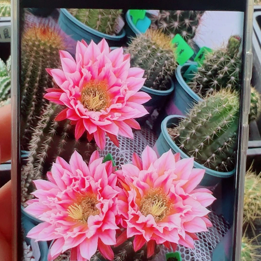 毛花柱城堡侧芽 20 包邮