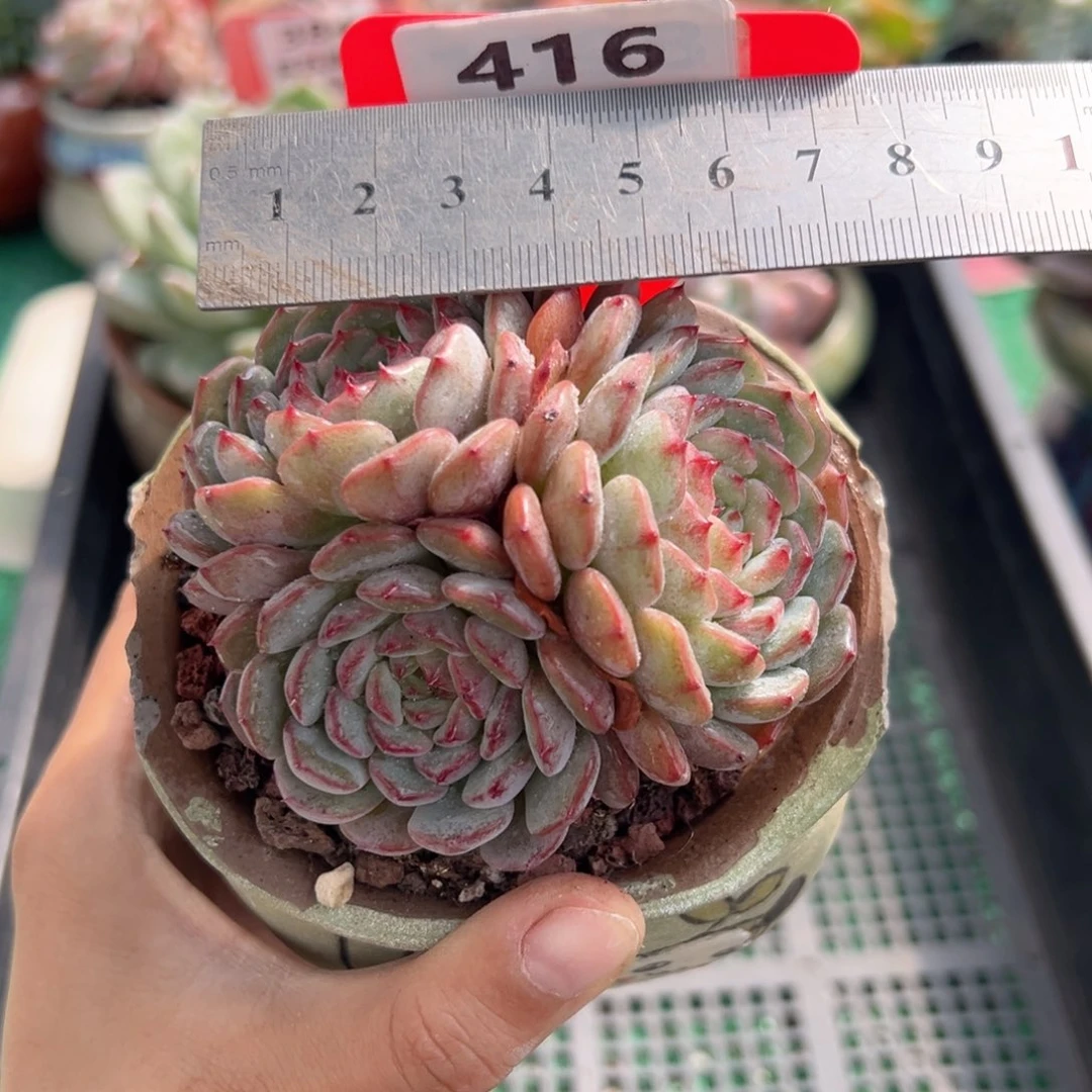 表妹精品多肉植物416.