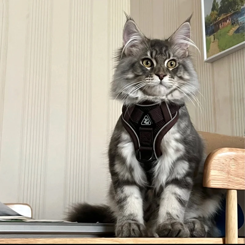 新款缅因猫牵引绳外出可调节防脱胸背绳轻盈透气遛猫绳猫咪牵引绳