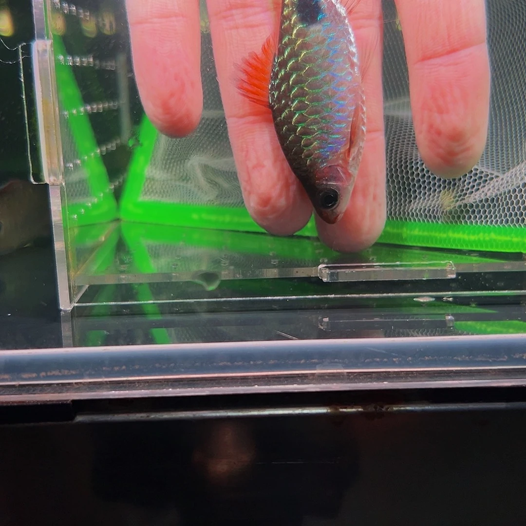 工具鱼鱼鱼鱼黑鱼鱼黑影30